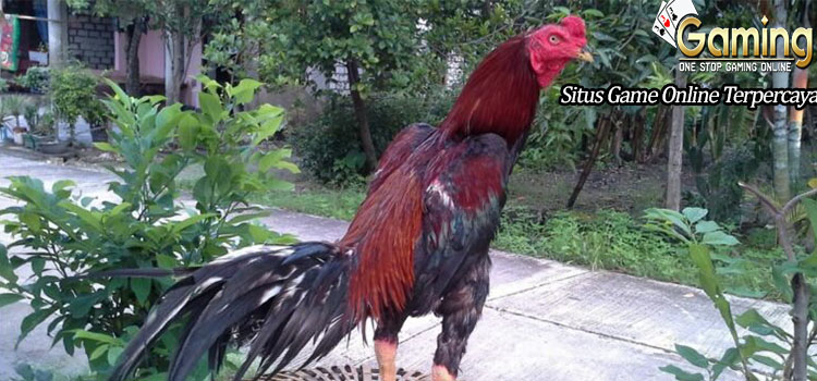  Jenis-Jenis ayam bangkok yang paling di cari di indonesia.