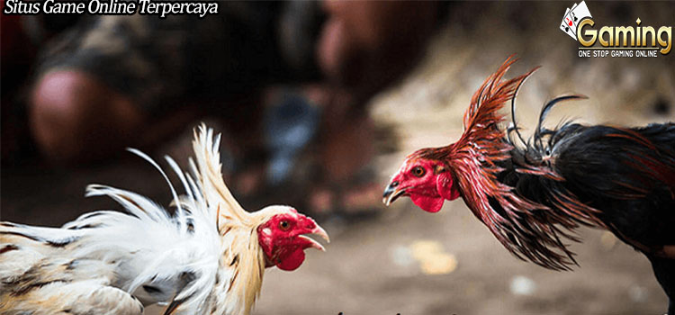 Mengenal Lebih Dekat Ayam Aduan di Indonesia