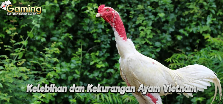 Kelebihan dan Kekurangan Ayam Vietnam